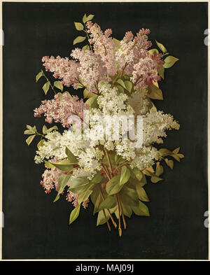 Nom de fichier : 07  11 001307 Titre : Bouquet de lilas Créateur/Contributeur : Raoul Victor Maurice, Maucherat De Longpré (1843-1911), artiste ; L. Prang & Co. (éditeur) Date de publication : 1861-1897 (environ) description physique remarque : Genre : Chromolithographs ; still life imprime Lieu : Bibliothèque publique de Boston, le 2011-08-04 : caméra Sinar Sinarback 54 : AG FW, Sinar m Banque D'Images