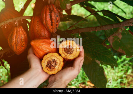 La récolte des fruits de cacao. Close-up of hands holding les cabosses de cacao Banque D'Images
