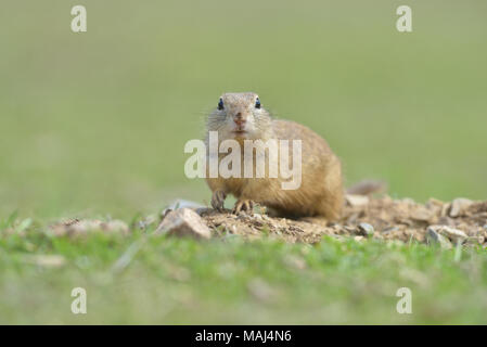 Spermophile européenne debout dans l'herbe. (Spermophilus citellus) Scène de la faune de la nature. Le spermophile meadow Banque D'Images