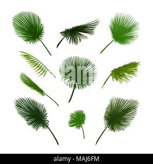 Feuilles de palmier vecteur défini. Feuille de palmier exotique Illustration de Vecteur