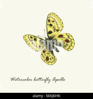 Aquarelle vecteur papillon. Parnassius apollo butterfly. Illustration à la main