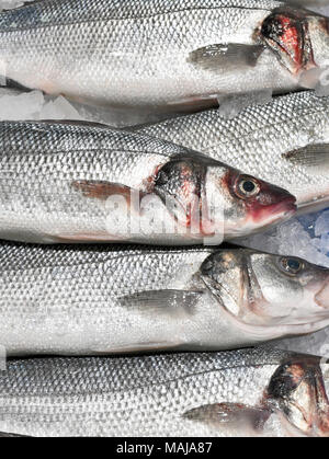 La glace de mer fraîche refroidie ou poisson lumina sur la glace. Décrochage du marché du poisson avec des poissons dans une rangée. Banque D'Images