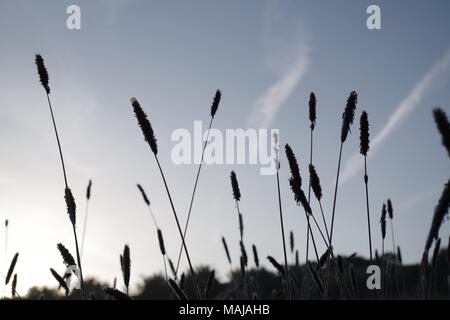 Plus grand plantain (Plantago major) Silhouette sur le ciel bleu de l'aube avant. Ludwell Valley Park, Exeter, Devon, UK. Banque D'Images