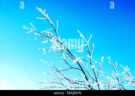 Givre sur les branches de l'arbre dans le Nord de la Norvège contre un ciel bleu Banque D'Images