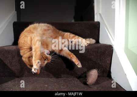 Le gingembre chat jouant dans les escaliers