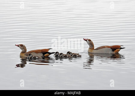 Famille d'oie égyptienne dans l'eau Banque D'Images