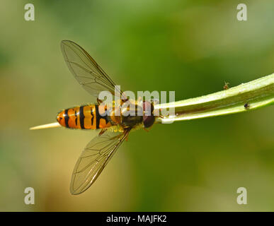 Hover fly sur thorn Banque D'Images