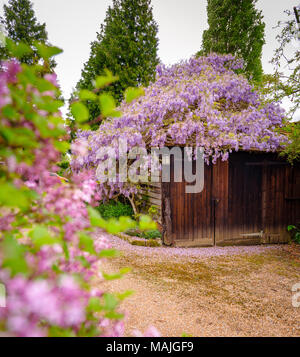 Wisteria couvre un joli garage à une ferme de Sussex en été. Banque D'Images