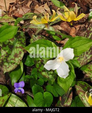 Joli assortiment de fleurs sauvages y compris les grandes trille blanc, trout lily et bleu violet. Banque D'Images