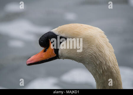 Gros plan de la tête d’un cygne avec des plumes détaillées, un bec orange et des marques faciales noires, sur un fond naturel doux. Banque D'Images