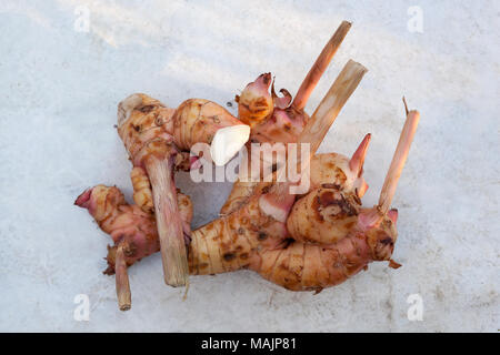 Galanga root depuis au-dessus sur fond blanc en béton. Culinary herb asiatique. Banque D'Images