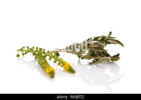 Aigremoine commune fleur avec des feuilles sèches isolé sur fond blanc. Remède de fines herbes. Plante médicinale. Banque D'Images