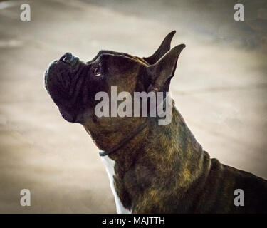 Un chef-shot portrait d'un boxeur chien à une exposition canine Banque D'Images
