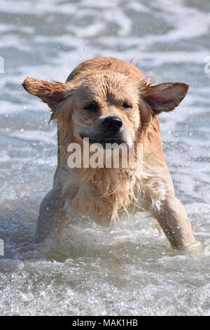 Un golden retriever secoue sur une plage à l'une d'Anglesey's holiday parks, Silver Bay. Banque D'Images