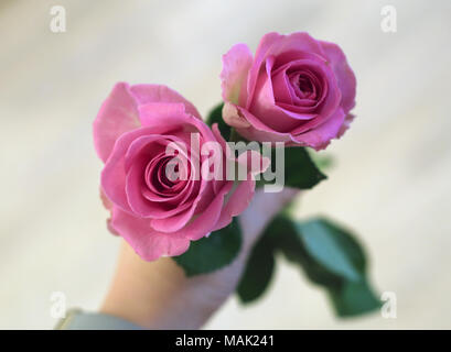 Deux jolies et belle couleur rose / rouge roses dans la main. À l'arrière-plan vous pouvez voir la lumière un plancher en bois. Banque D'Images