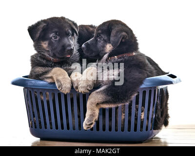 Les Chiots de berger d'Europe de l'est noir avec des marques feu est assis dans le panier de blanchisserie.L'âge des chiots de deux mois à compter du jour de bir Banque D'Images