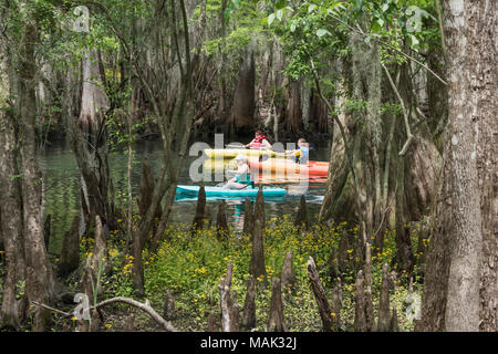 Kayak Manatee Springs State Park, Florida USA Banque D'Images