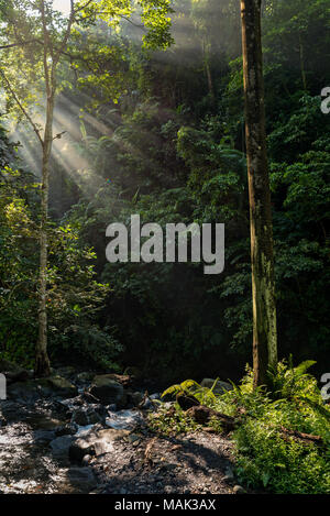 Matin soleil beau et briser la forêt de grands arbres autour de Mt Rinjani, juste à côté de Lombok, Indonésie, de Senaru. Banque D'Images