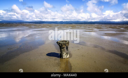 En pieux vieux Humboldt Bay à marée basse, California, USA Banque D'Images