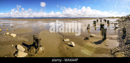 En pieux vieux Humboldt Bay à marée basse, California, USA Banque D'Images