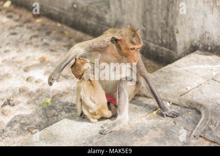 Singe assis sur le mur de ciment Banque D'Images