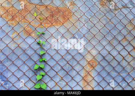 Vieilles vignes avec mailles en acier Banque D'Images