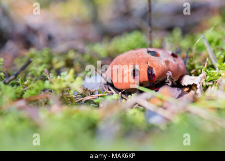 Hydnellum peckii - champignon dans la forêt moussue Banque D'Images