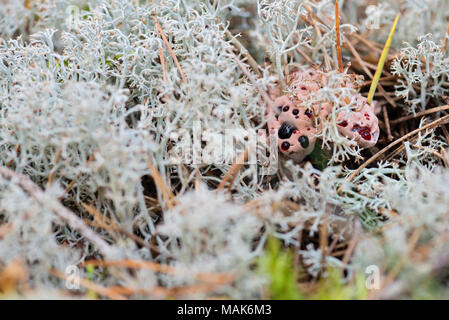 Hydnellum peckii - champignon dans la forêt moussue Banque D'Images