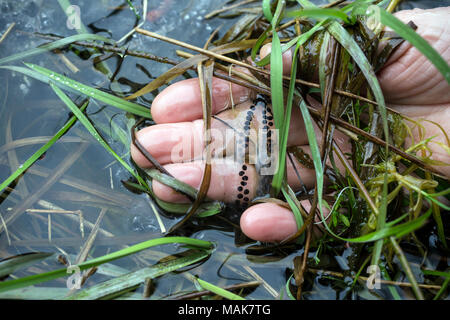 Toadspawn, crapauds pond de longues cordes d'oeufs - un peu comme un collier de perles, reptiles et amphibiens, Toad commun, le crapaud Survey, crapaud crapaud: Banque D'Images