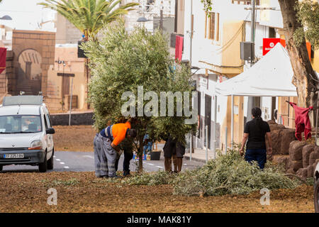 Cours de mise en place de scènes pour l'assemblée annuelle de la passion du Vendredi Saint dans la Rue Grande, l'installation d'arbustes pour le jardin d'Gethsamene stade, Adeje, tener Banque D'Images