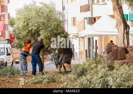 Cours de mise en place de scènes pour l'assemblée annuelle de la passion du Vendredi Saint dans la Rue Grande, l'installation d'arbustes pour le jardin d'Gethsamene stade, Adeje, tener Banque D'Images