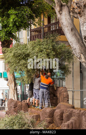 Cours de mise en place de scènes pour l'assemblée annuelle de la passion du Vendredi Saint dans la Rue Grande, l'installation d'arbustes pour le jardin d'Gethsamene stade, Adeje, tener Banque D'Images