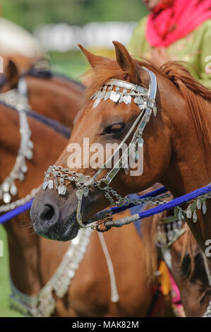 Les membres du groupe arabe afficher 'cavalerie Royale d'Oman' ride dans de magnifiques robes lors de la grande manifestation de cheval Cheval 'International' à Munich. Banque D'Images