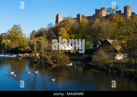 Cygnes sur la rivière Teme sous Ludlow Castle, Shropshire. Banque D'Images