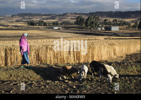 Bergère, troupeau de moutons dans la région d'Amhara (Éthiopie) Banque D'Images
