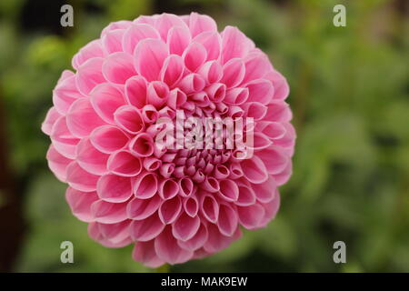 Dahlia 'Eye Candy' fleur en plein boom, la fin de l'été ,UK Banque D'Images