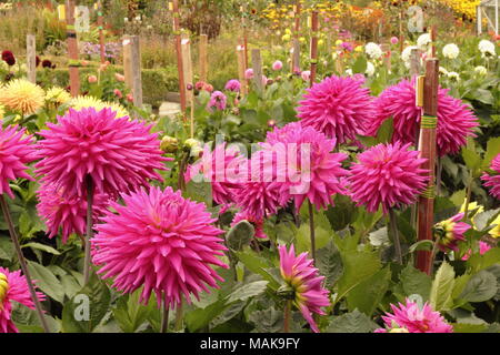 Dahlias en pleine floraison à l'échelle nationale La Société Dahlia des jardins d'essai au Golden Acre Park, un parc public près de Bramhope, Leeds, Yorkshire, UK Banque D'Images