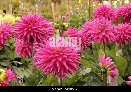 Dahlias en pleine floraison à l'échelle nationale La Société Dahlia des jardins d'essai au Golden Acre Park, un parc public près de Bramhope, Leeds, Yorkshire, UK Banque D'Images