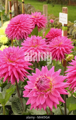 Dahlias en pleine floraison à l'échelle nationale La Société Dahlia des jardins d'essai au Golden Acre Park, un parc public près de Bramhope, Leeds, Yorkshire, UK Banque D'Images