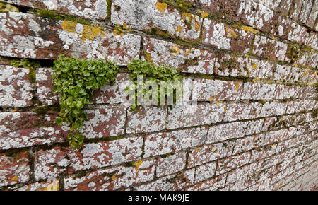 Old weathered brick wall couvertes de lichens et des groupes de plus en plus de l'hépatique dans le mortier Banque D'Images