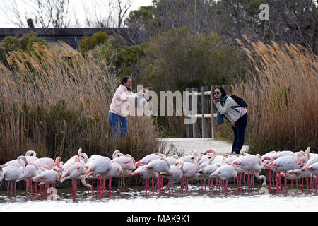 Les femmes qui posent avec les flamants roses en Camargue, France. Banque D'Images