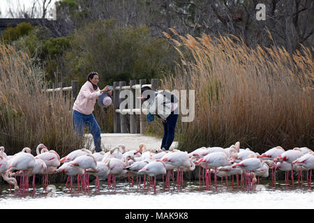 Les femmes qui posent avec les flamants roses en Camargue, France. Banque D'Images