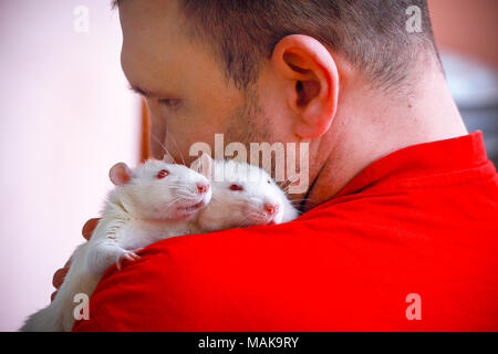 Deux maison du rat albinos assis sur l'épaule d'un homme. Banque D'Images