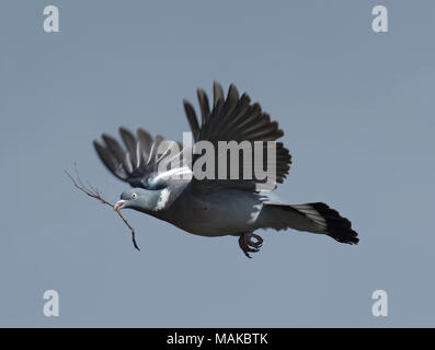 Ramier, Columba palumbus, en vol avec le matériel du nid dans son bec, Lancashire, UK Banque D'Images