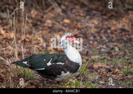 Un canard de Barbarie repose sur le sol, prendre une pause pour un vol court. Banque D'Images