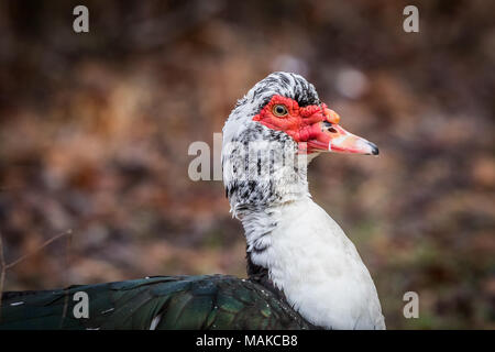 Un canard de Barbarie repose sur le sol, prendre une pause pour un vol court. Banque D'Images