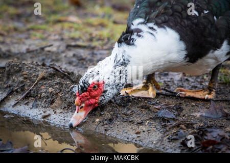 Un canard de Barbarie repose sur le sol, prendre une pause pour un vol court. Banque D'Images