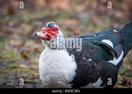 Un canard de Barbarie repose sur le sol, prendre une pause pour un vol court. Banque D'Images