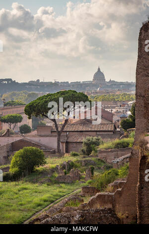 Tout au long de la vue emblématique de Rome est l'italien (en pin ou pin parasol pin parasol) vu ici de plus en plus parmi les ruines sur le Mont Palatin lo Banque D'Images