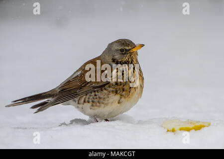 (F) Turdis Fieldfare alimentation dans des conditions de neige au Royaume-Uni Banque D'Images